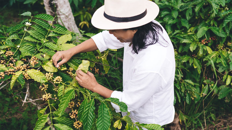 From Panama to Your Cup: The Story Behind RogueBeans’ Premium Coffee