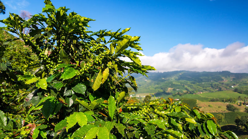 Why Small-Batch Roasting Makes RogueBeans the Ultimate Coffee Experience