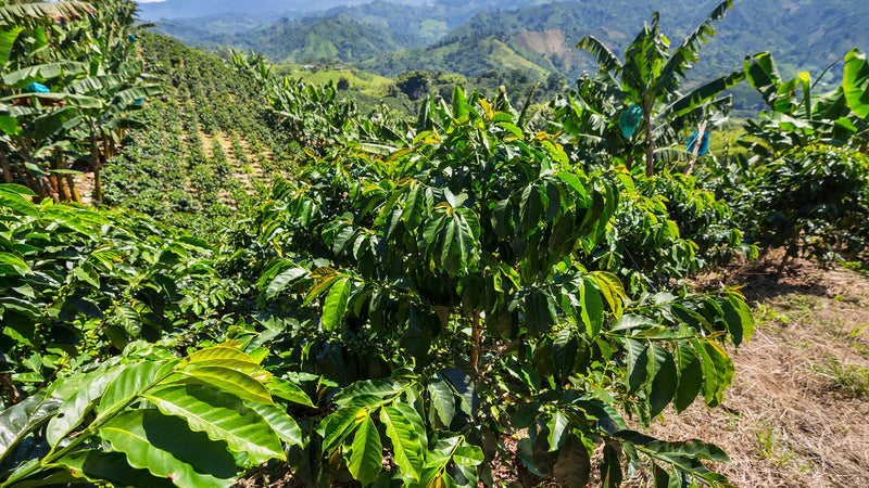 Exploring Panama’s Finest Coffee Farms: RogueBeans’ Journey to Excellence